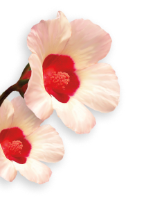 Hibiscus herb